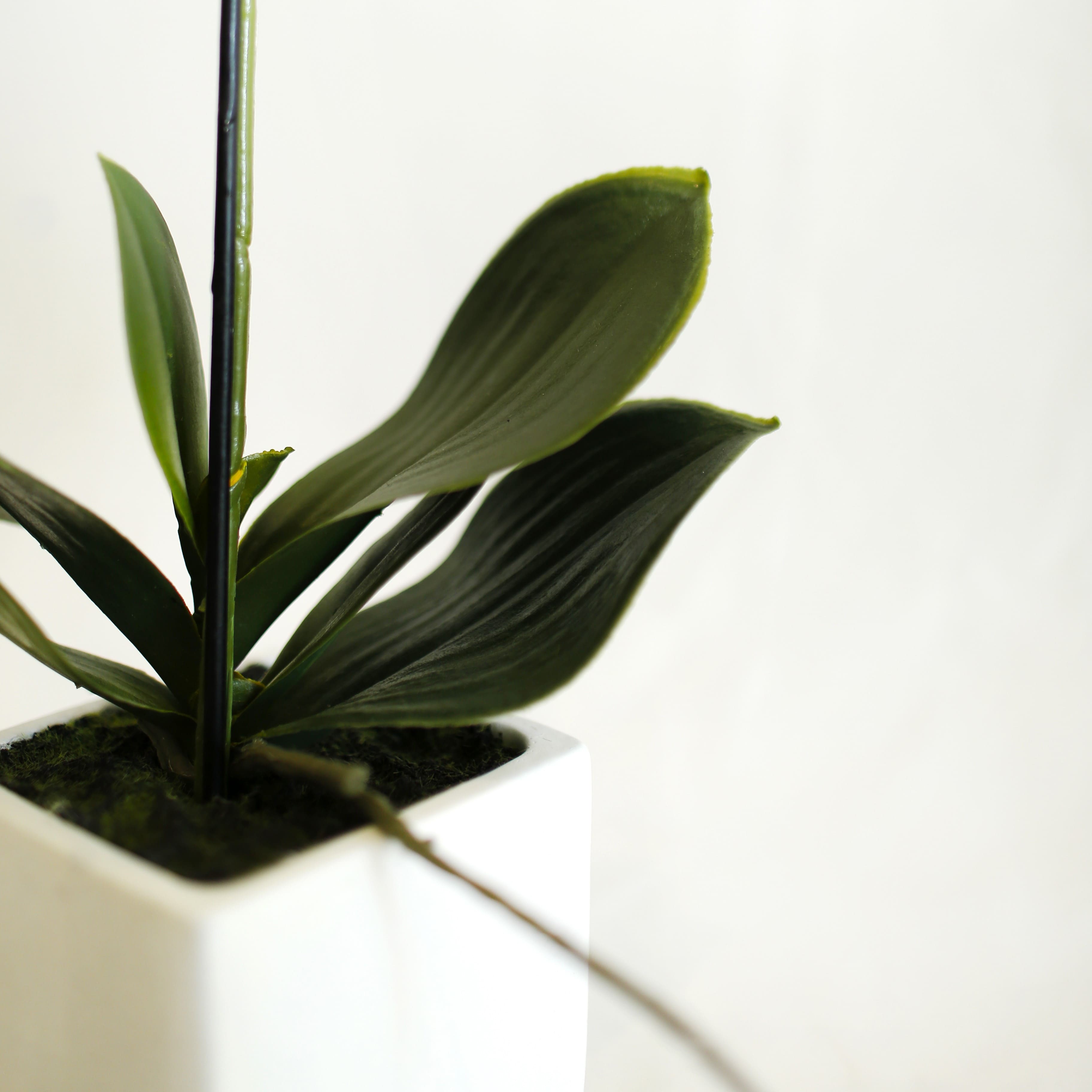 Orquídea Cerámica