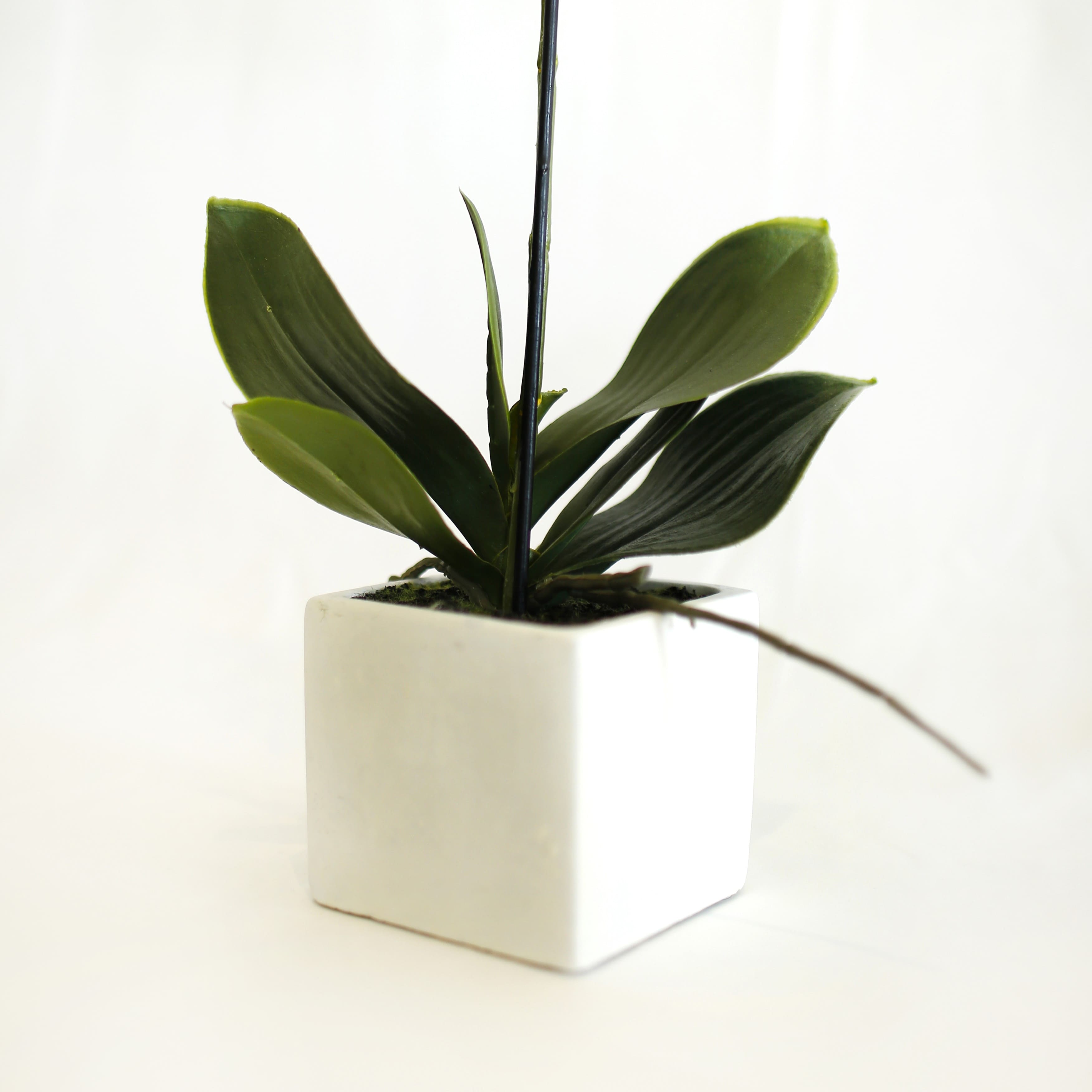 Orquídea Cerámica