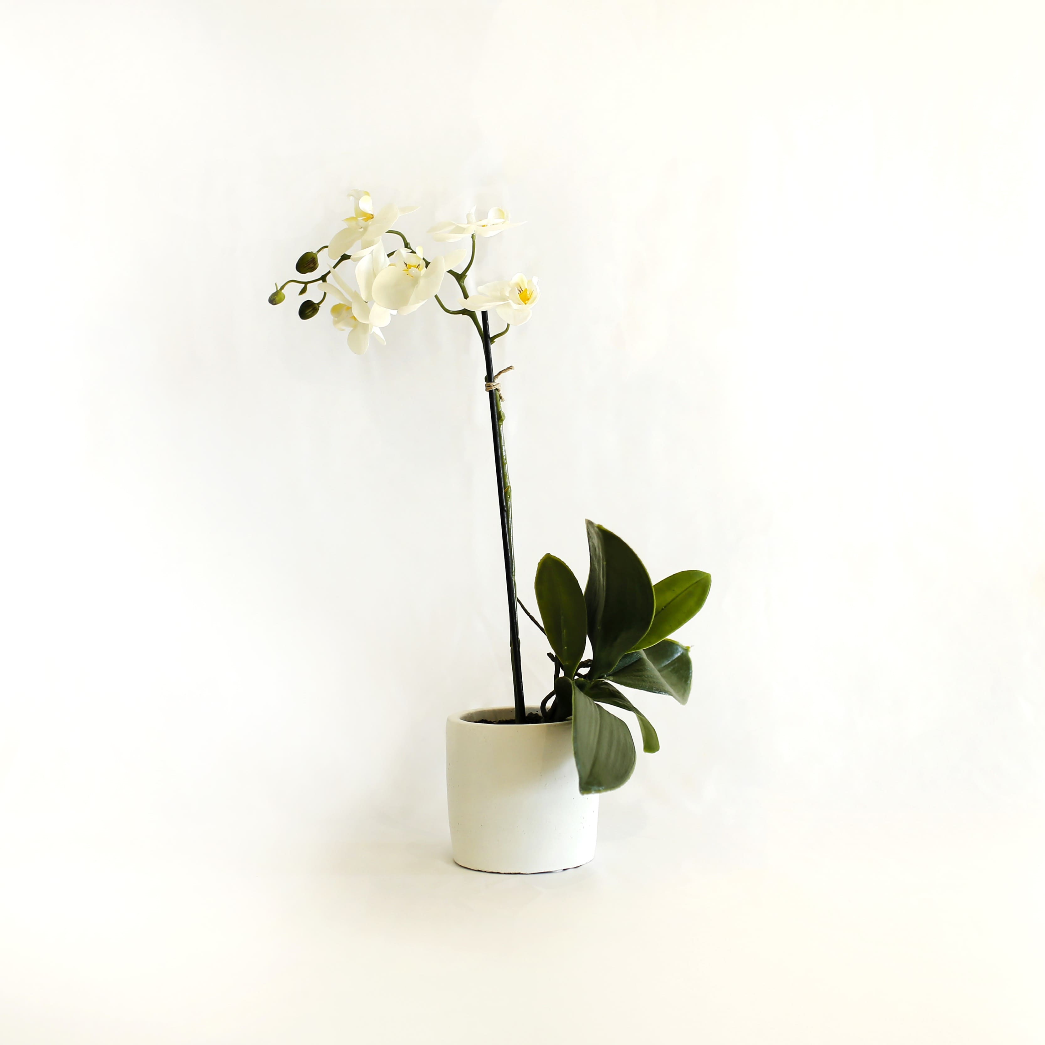 Orquídea Mística Blanca