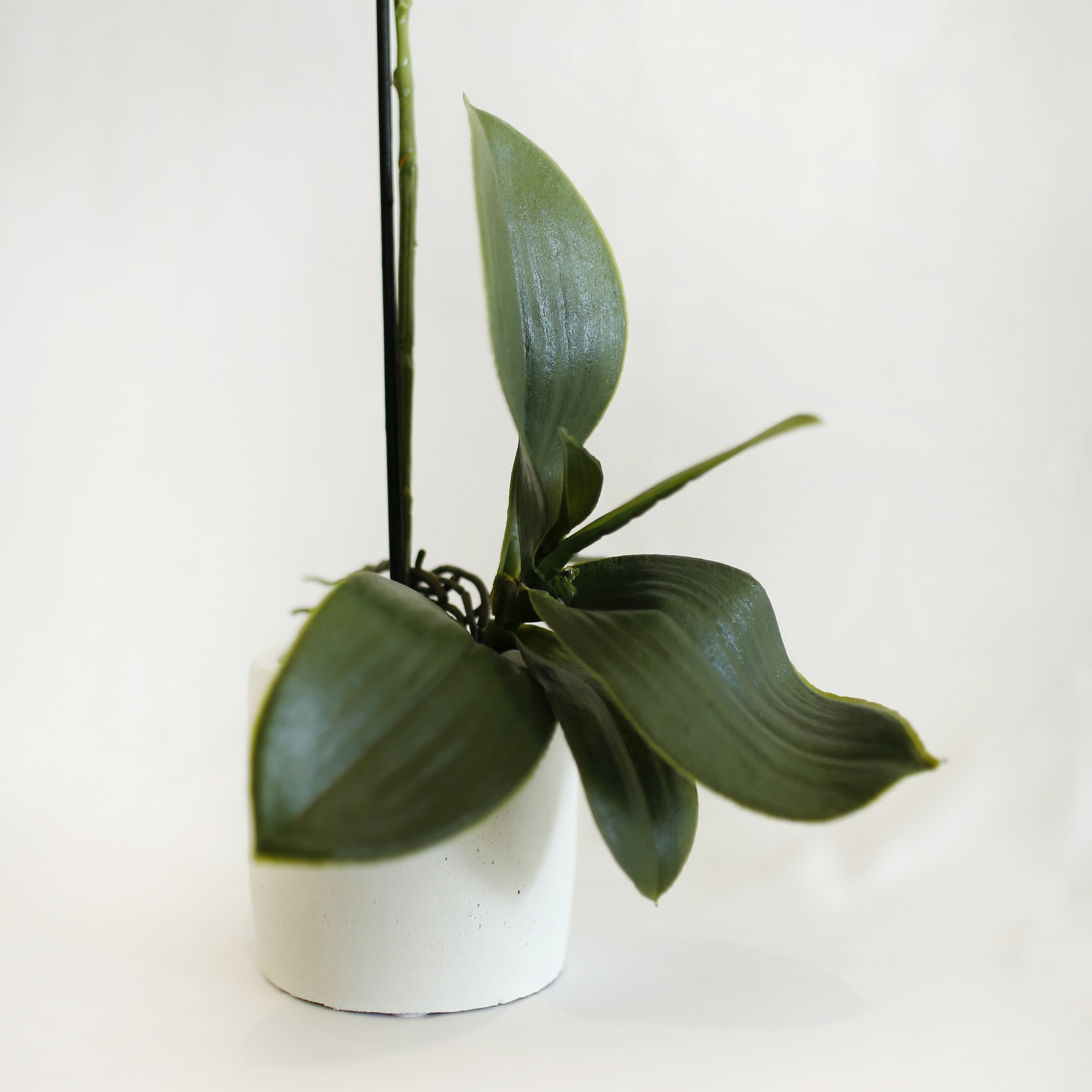 Orquídea Mística Blanca
