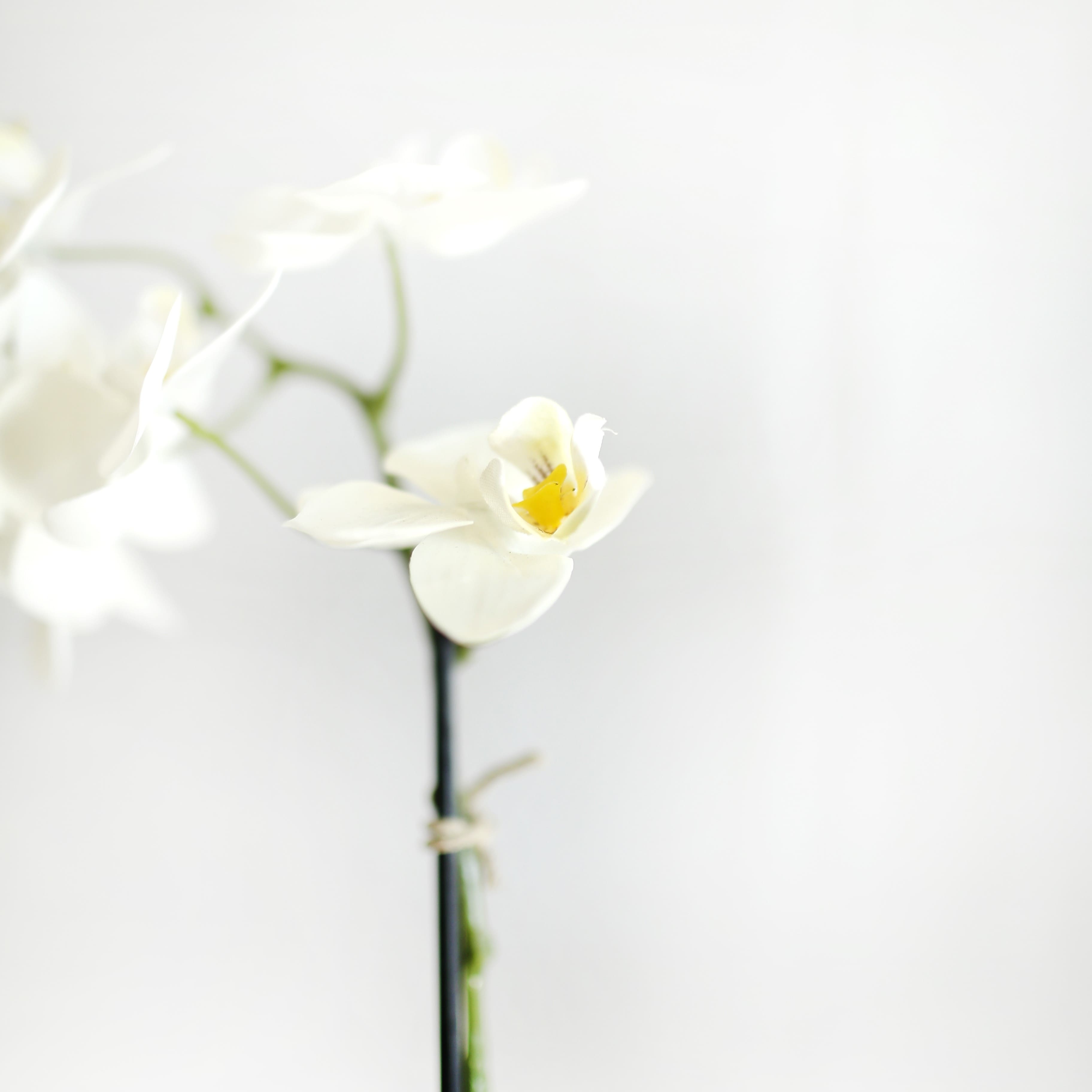 Orquídea Mística Blanca