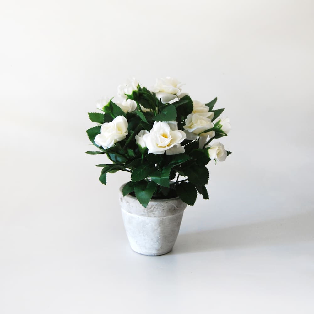 Mini Rosal Blanco