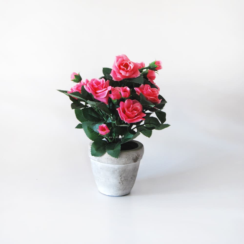 Mini Rosal Rosa