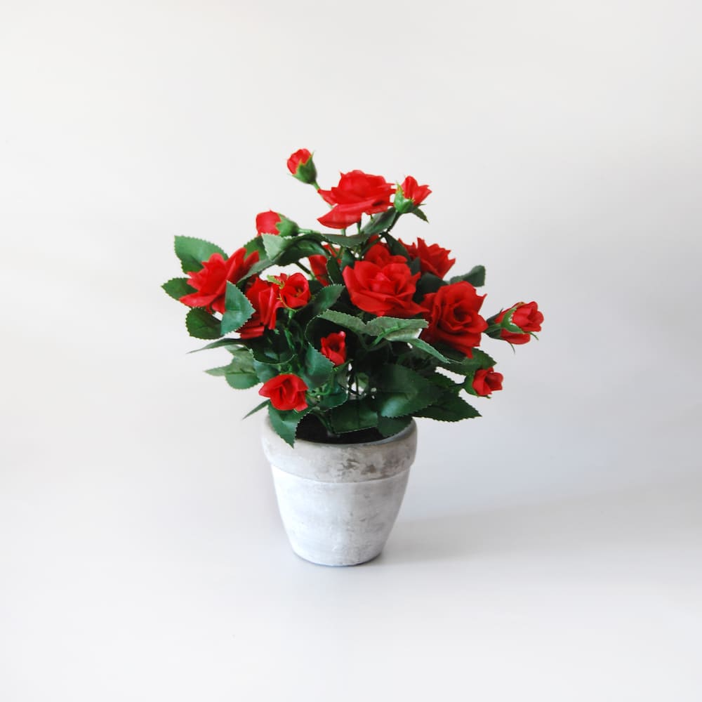 Mini Rosal Rojo