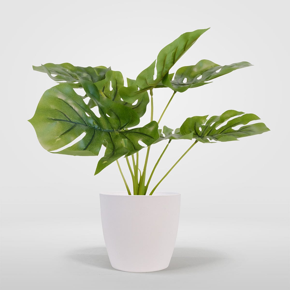 Monstera Mini