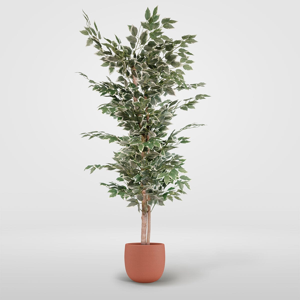 Ficus Bicolore