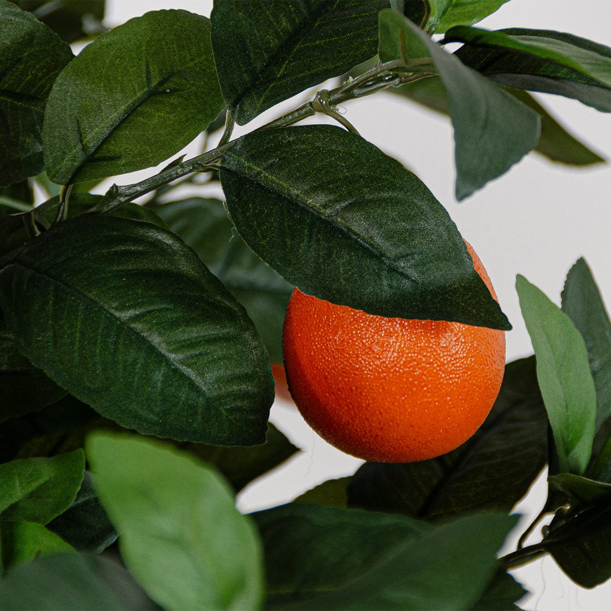 Árbol Naranjo