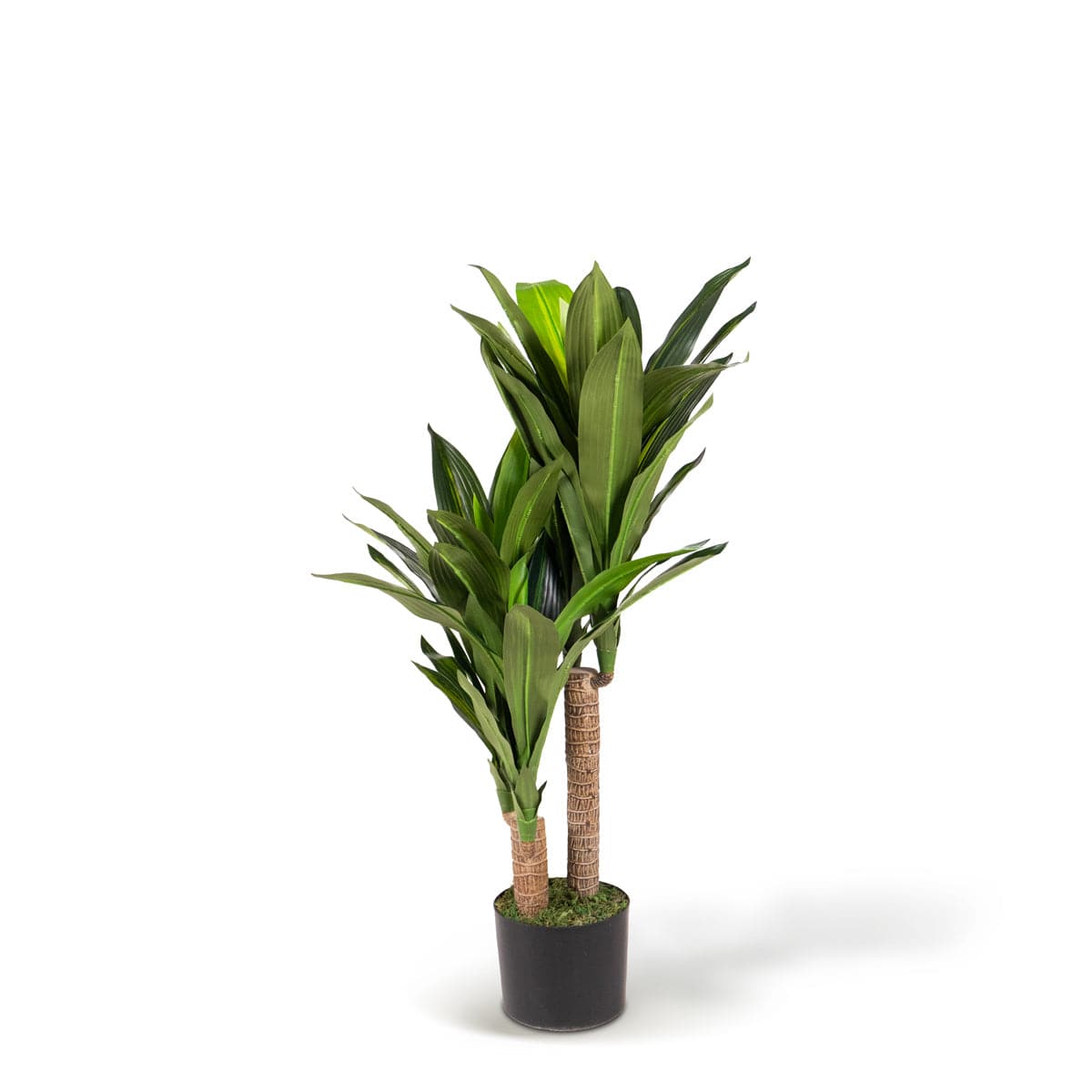 Dracena tropical