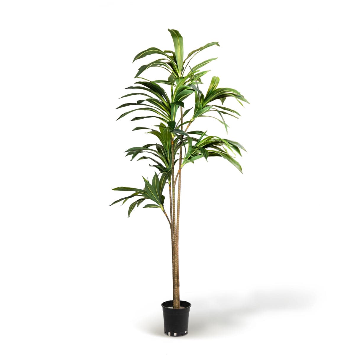 Dracena Artificial