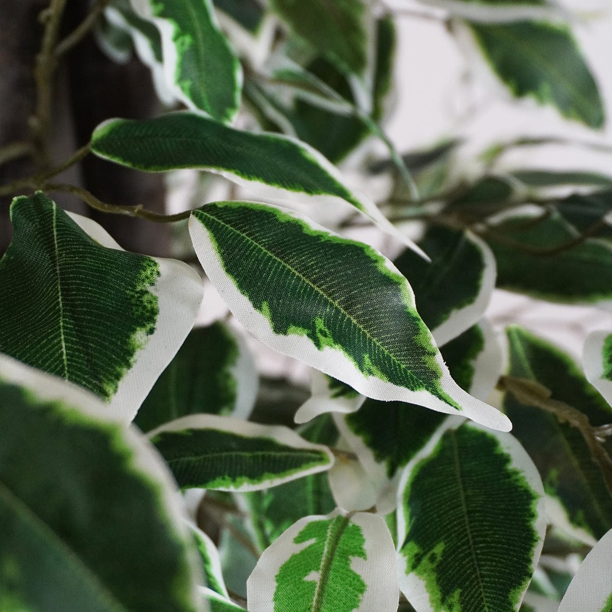 Ficus Bicolor