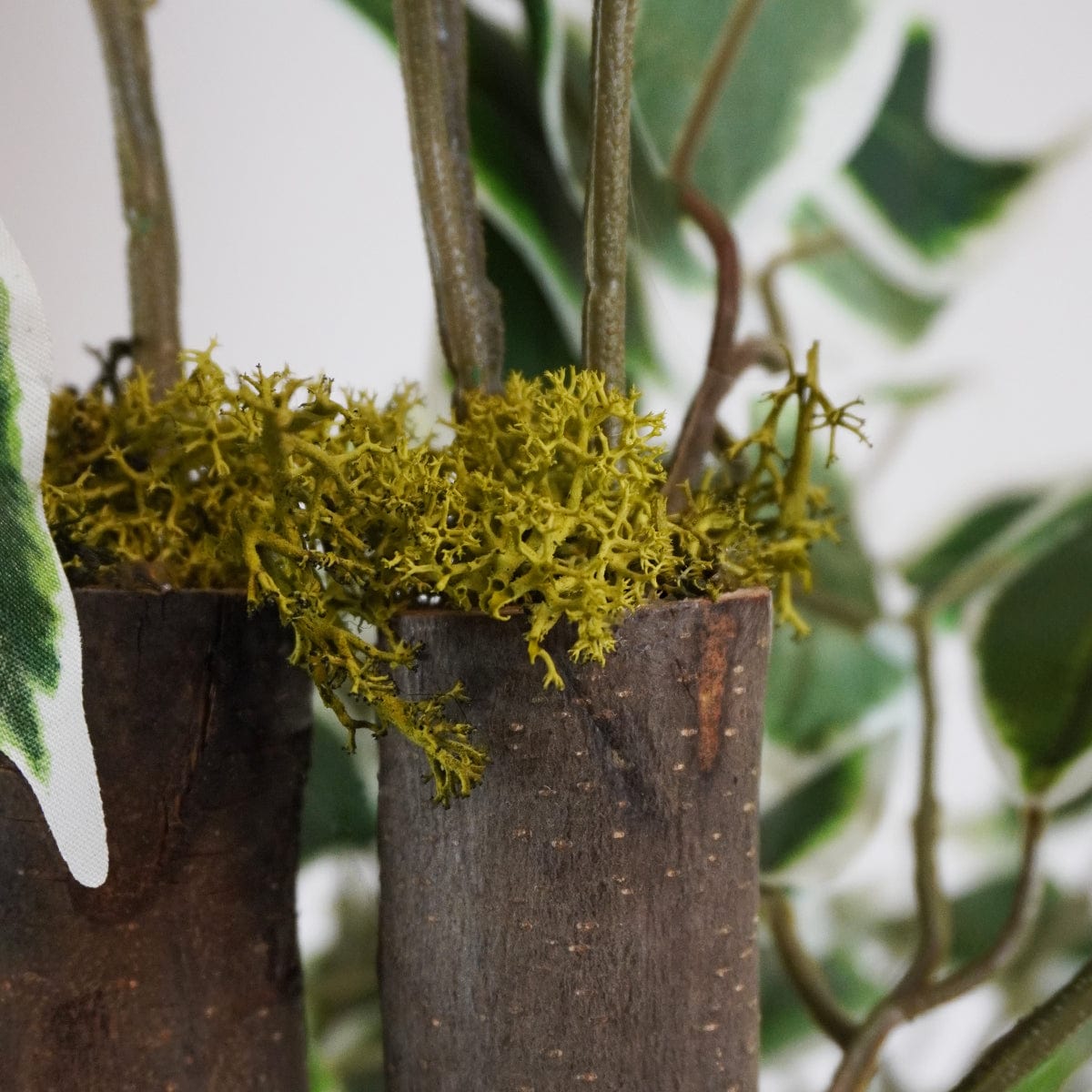 Ficus Bicolor