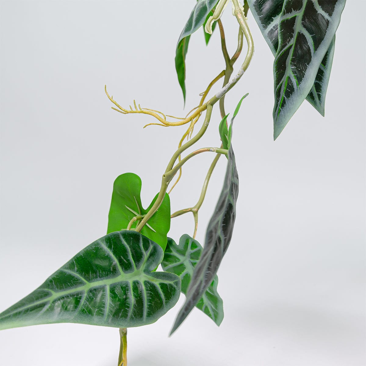 Guirnalda Alocasia