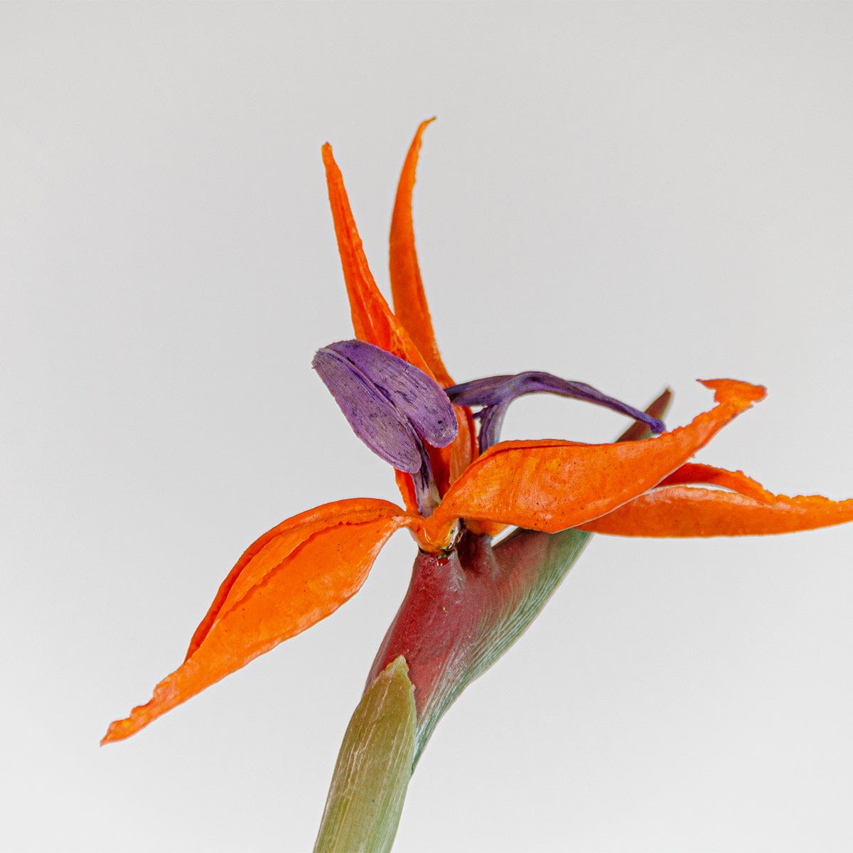 Strelitzia flor
