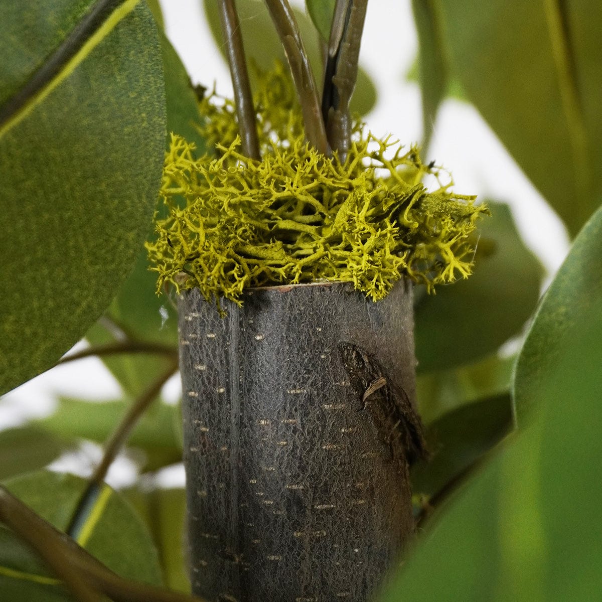 Ficus Salvaje