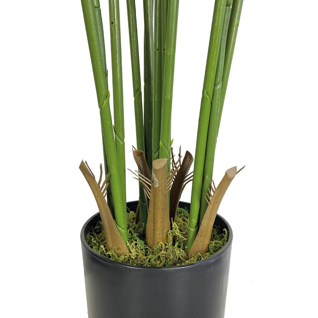 Palmera Amazonica
