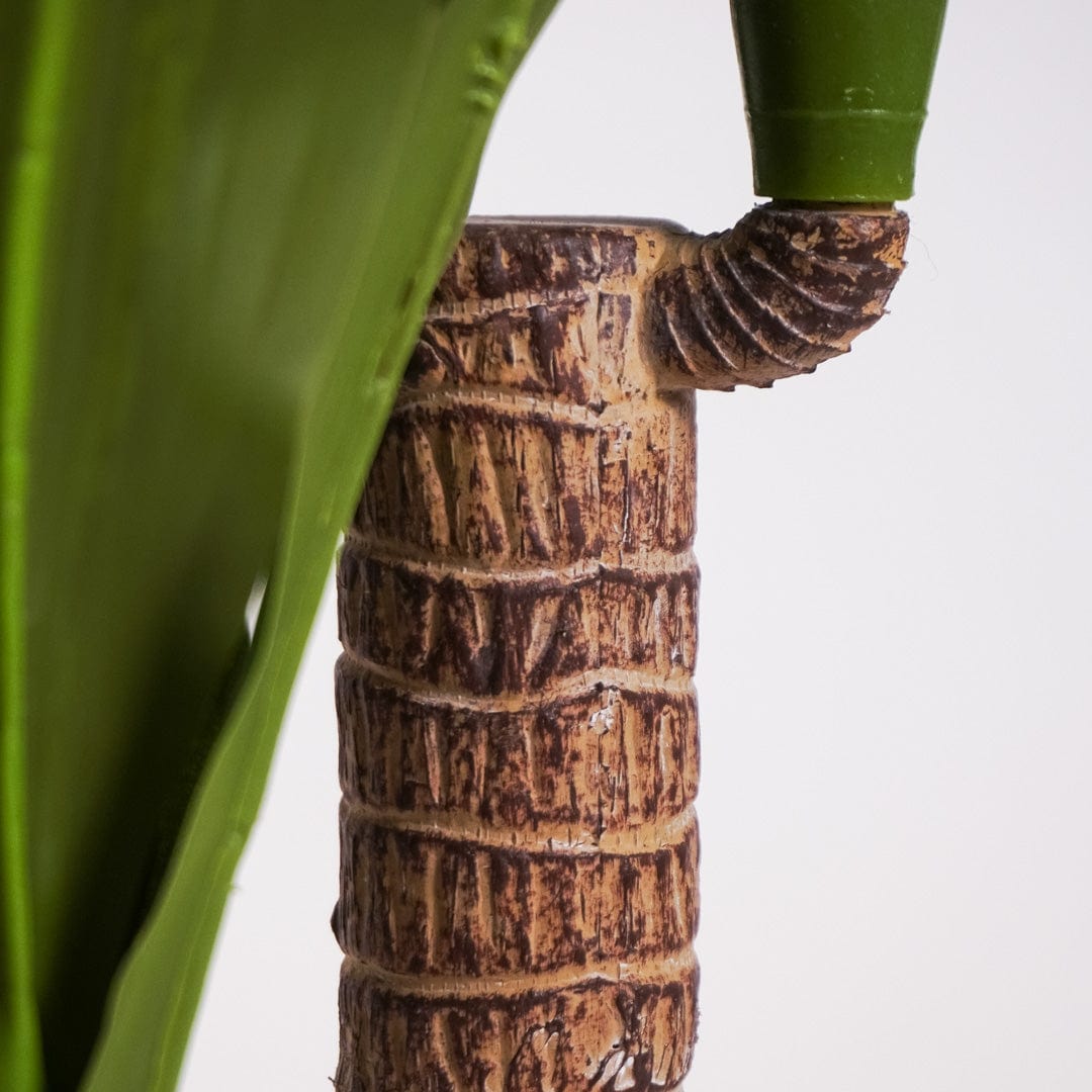 Dracena tropical