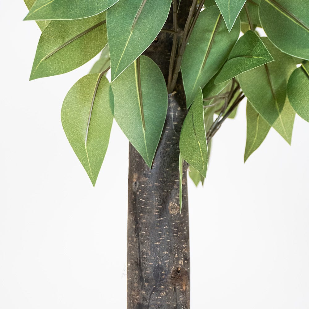 Ficus Exclusive