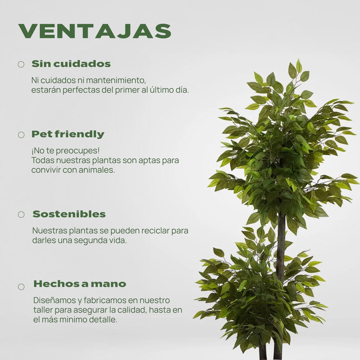 Ficus 2 copas