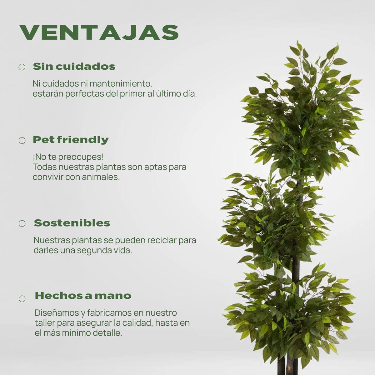 Ficus 3 copas