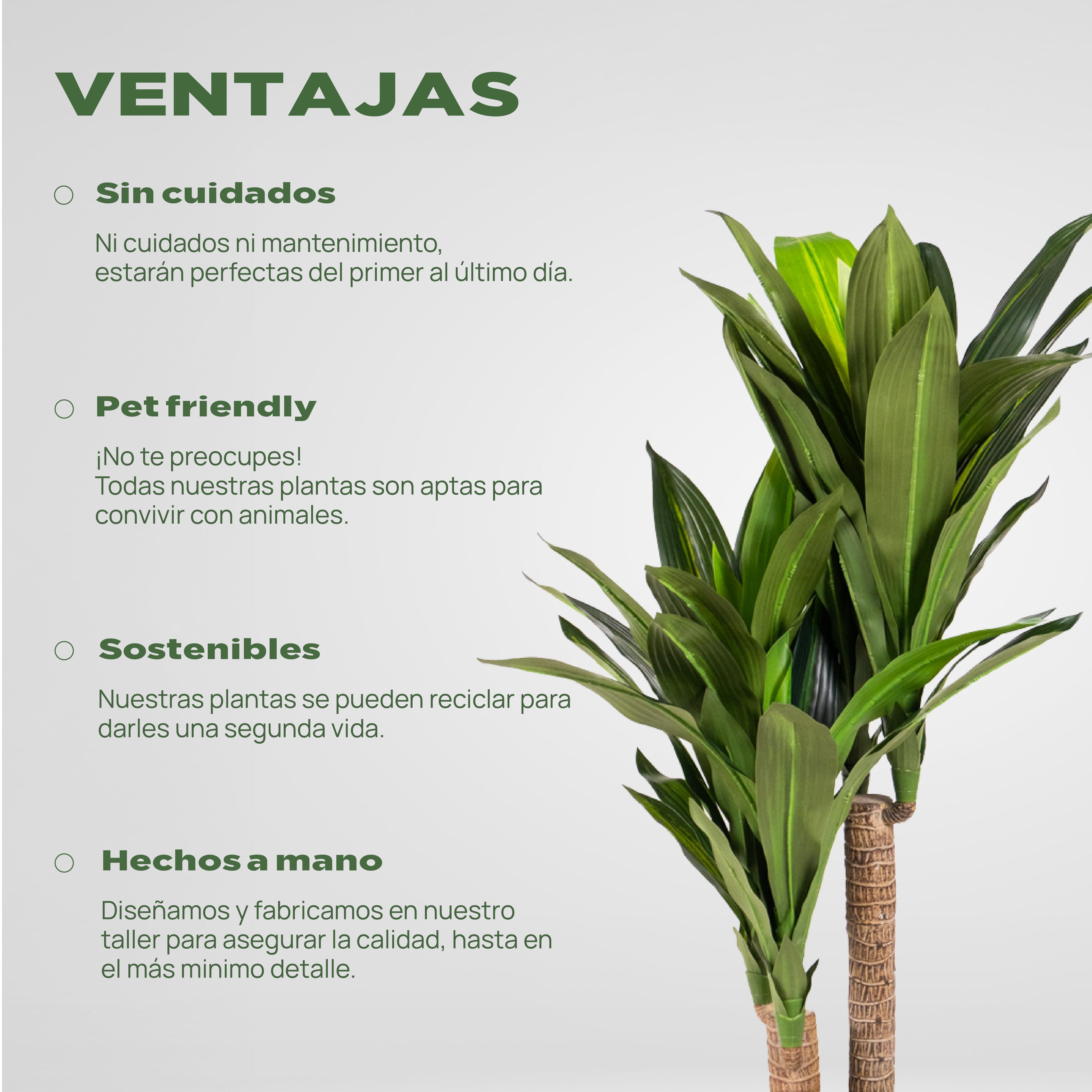 Dracena tropical