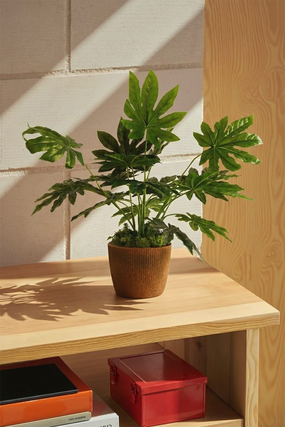 Aralia