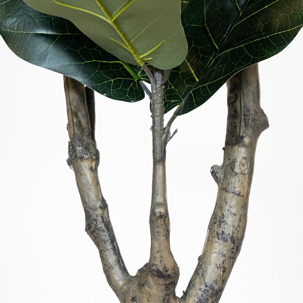 Ficus Lyrata Premium