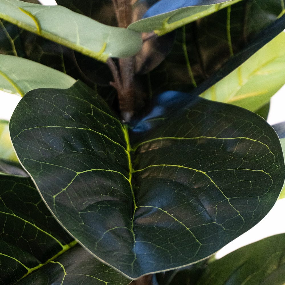 Ficus Lyrata Premium