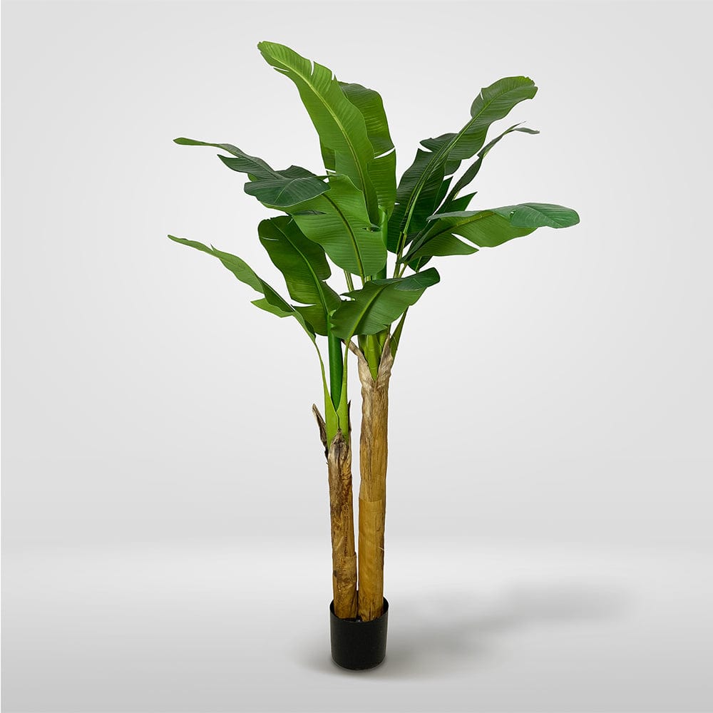Platanera