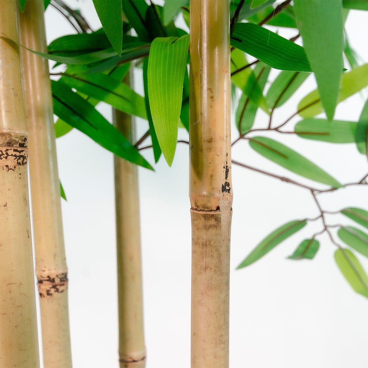 Exclusive Bamboo