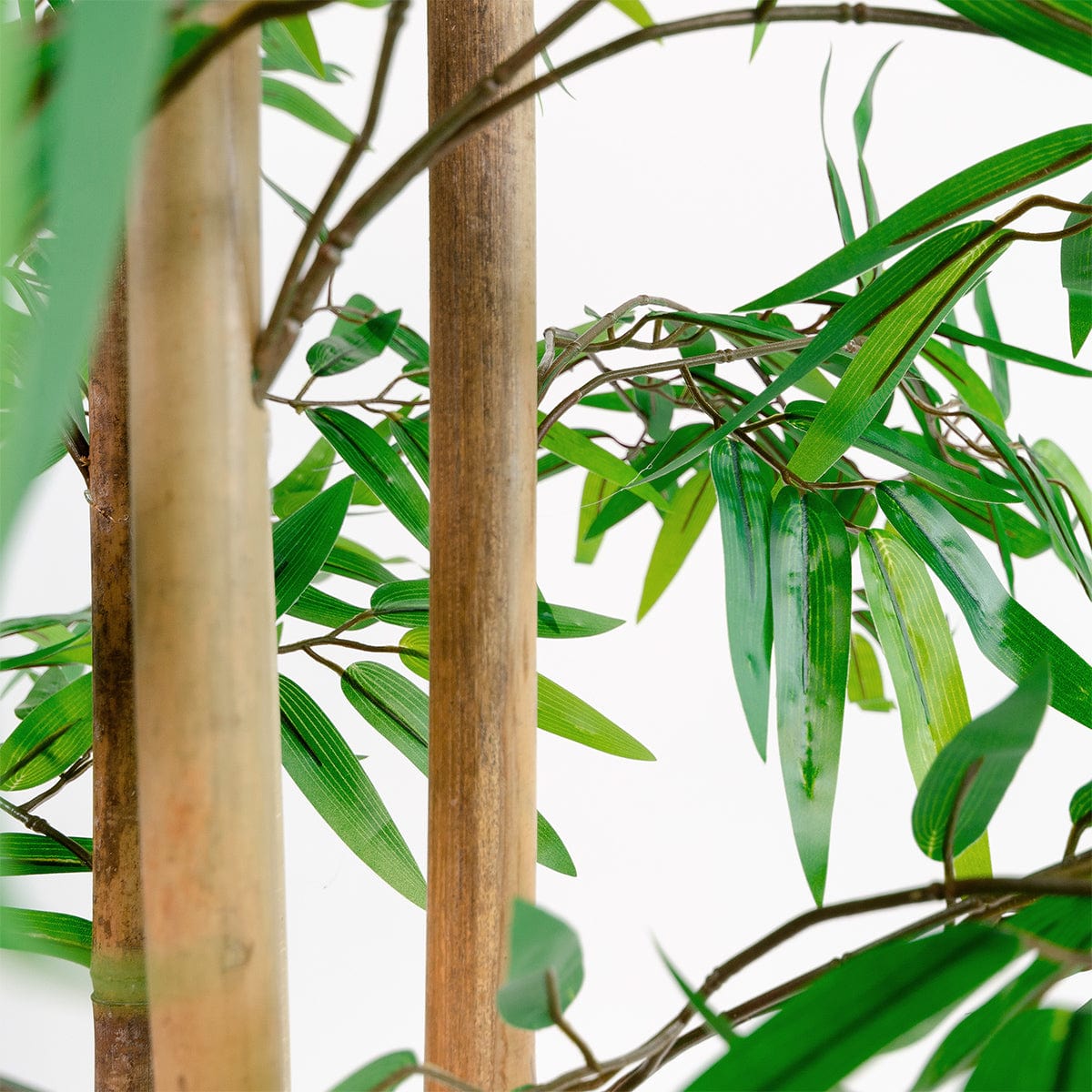 Árbol Bambú