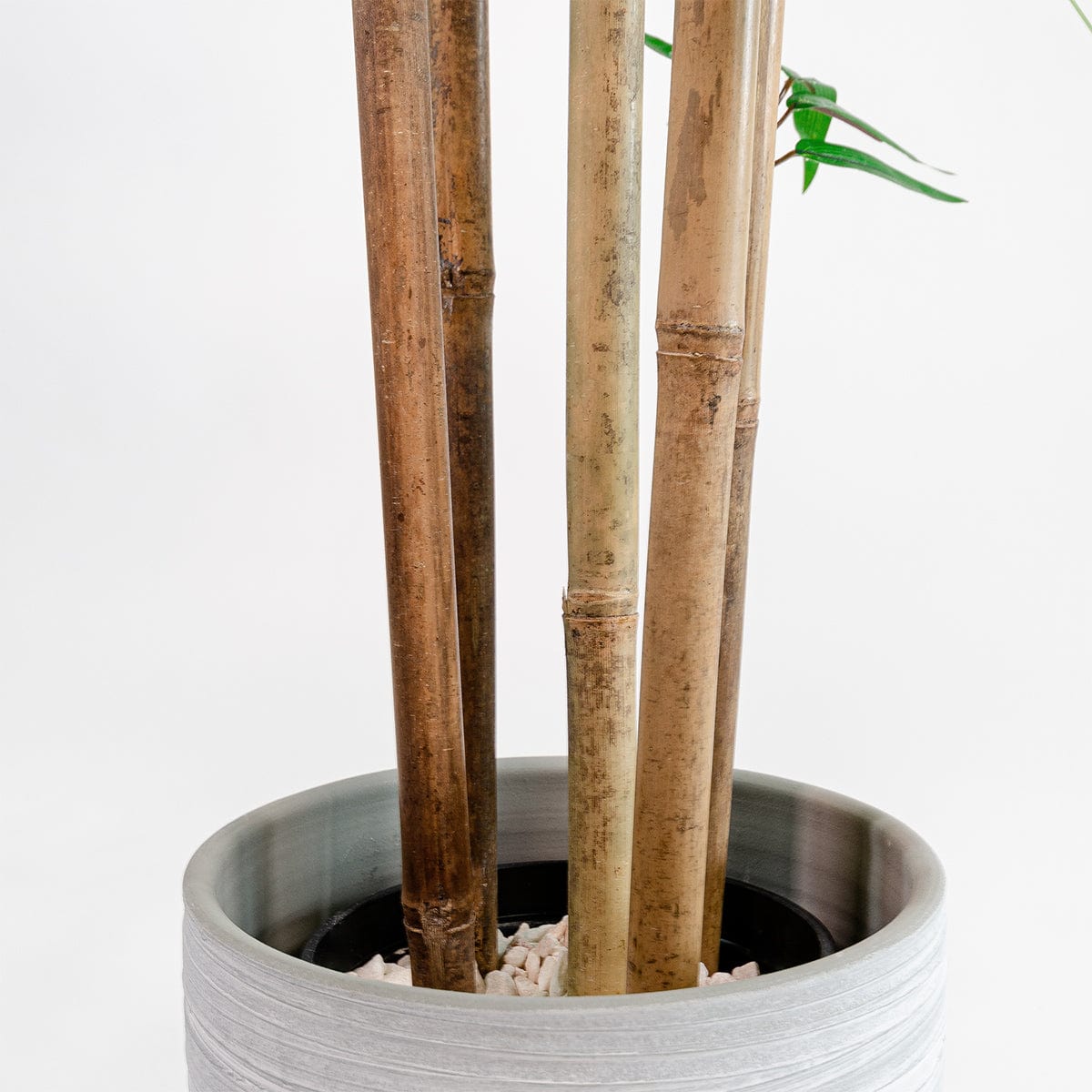Árbol Bambú