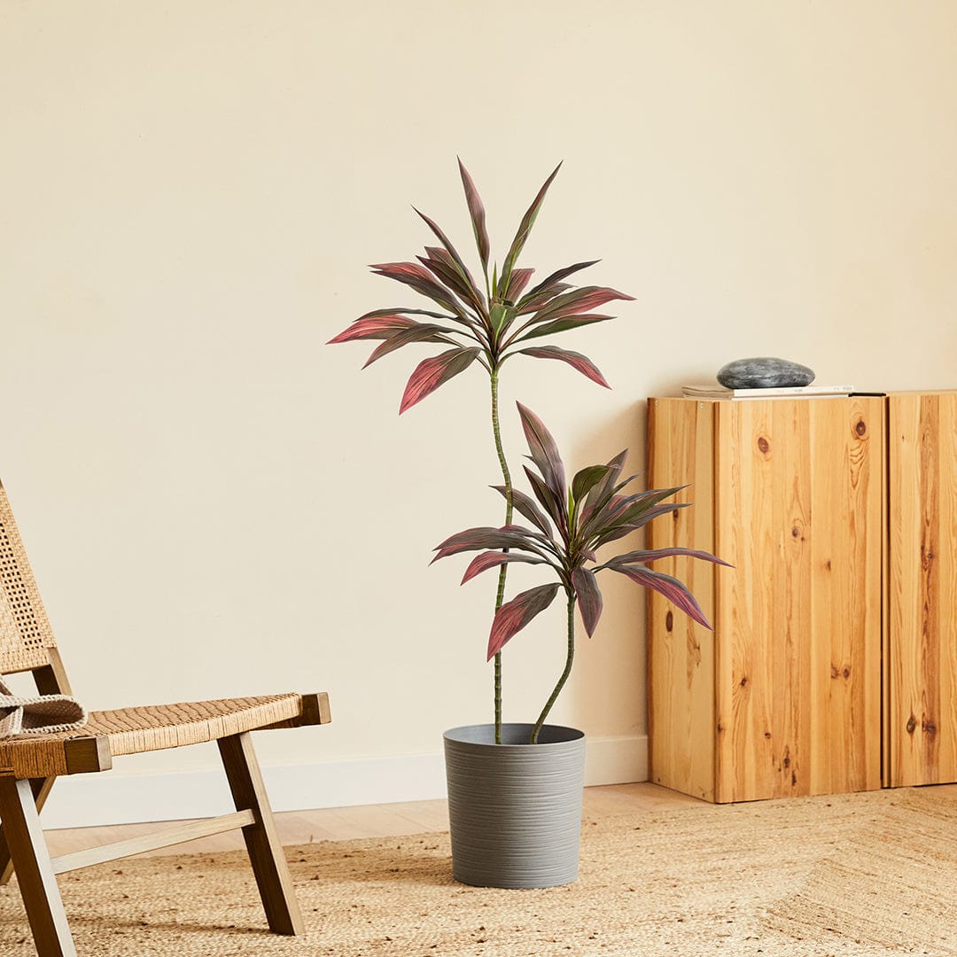 Dracena Roja