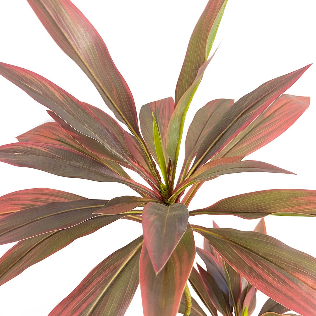 Dracena Roja