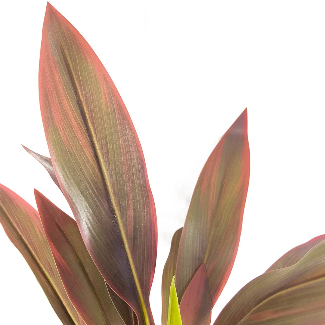 Dracena Roja