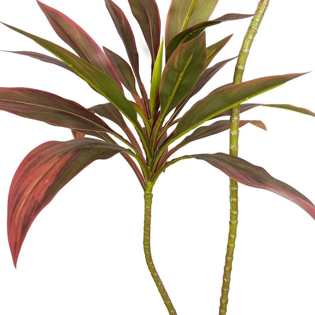 Dracena Roja