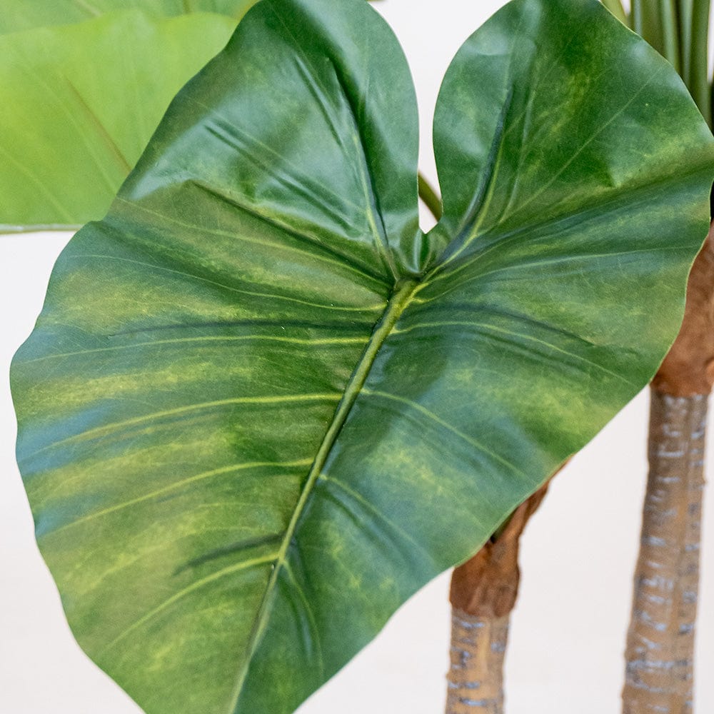 Colocasia