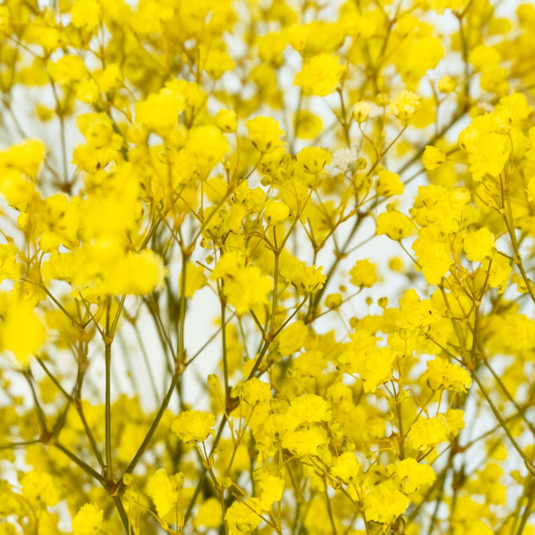Ramo Gypso Amarillo