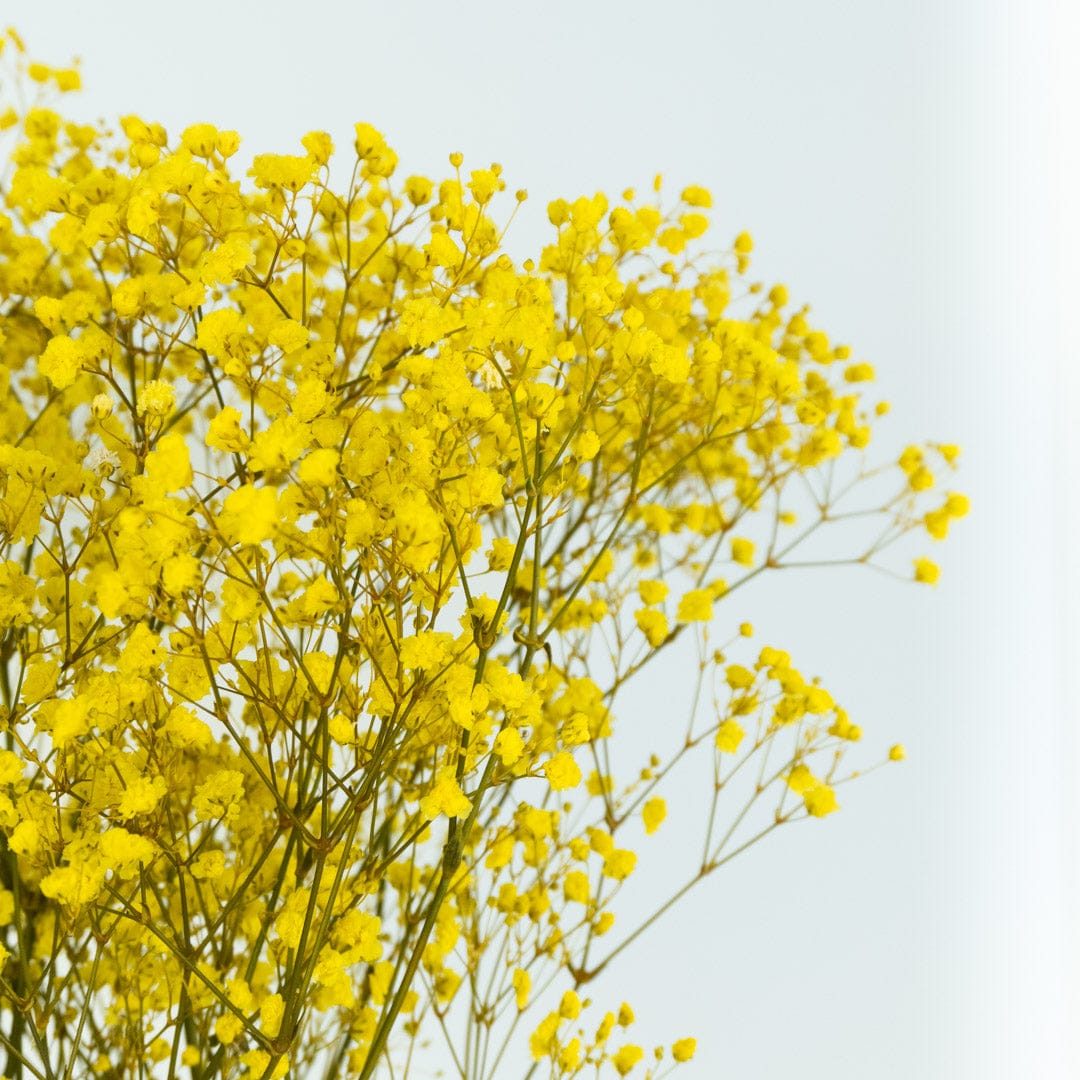 Ramo Gypso Amarillo