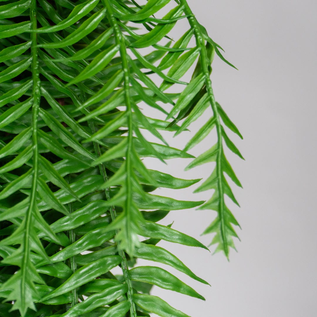 Helechosa Colgante Verde