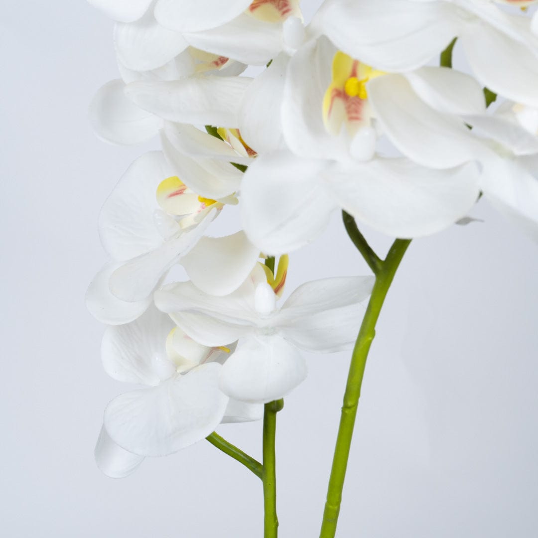 Orquídea Duo Blanca