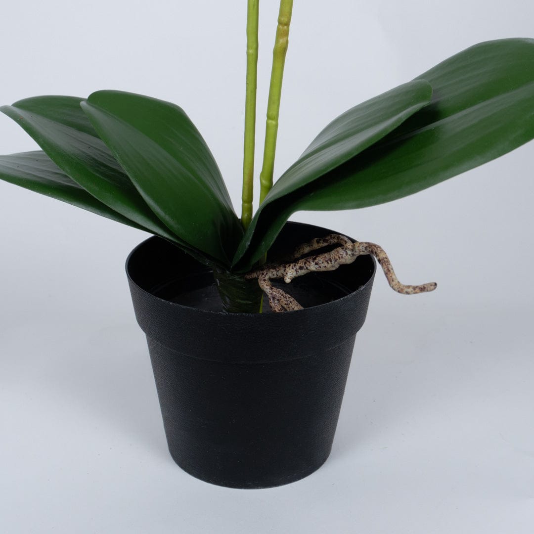 Orquídea Duo Blanca