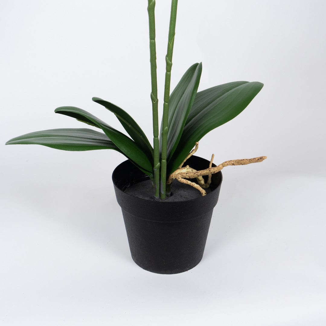 Orquídea Duo Fucsia