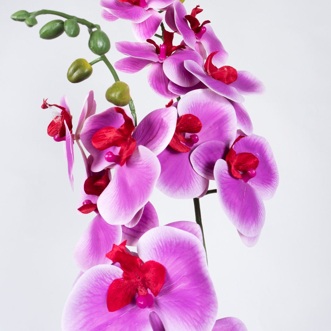 Orquídea Duo Fucsia
