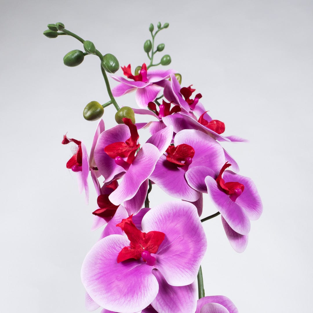 Orquídea Duo Fucsia