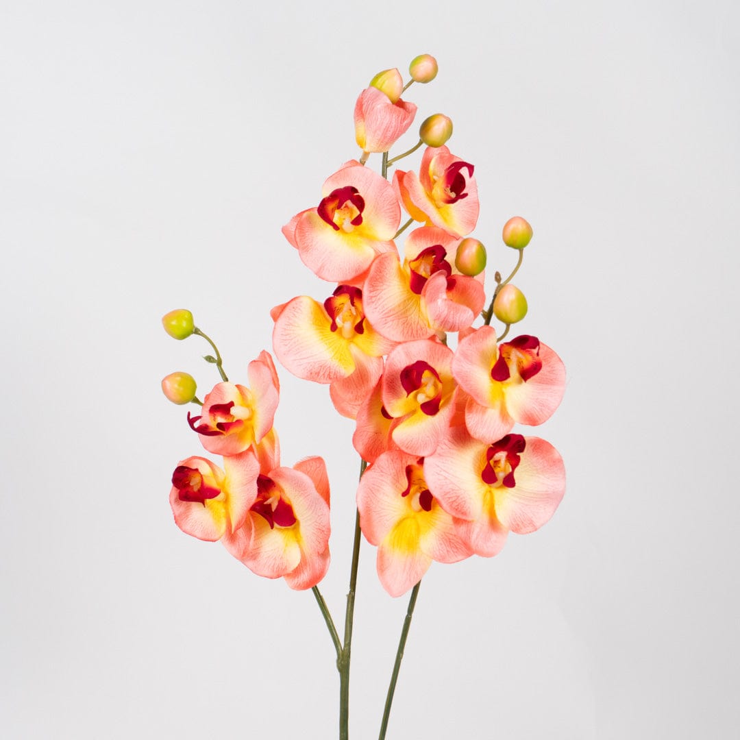 Orquídea Duo Salmón