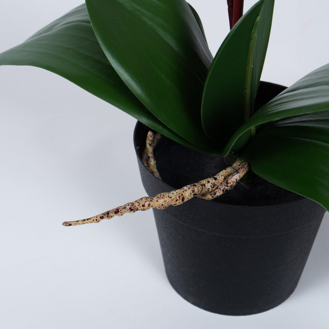 Orquídea Single Bubble