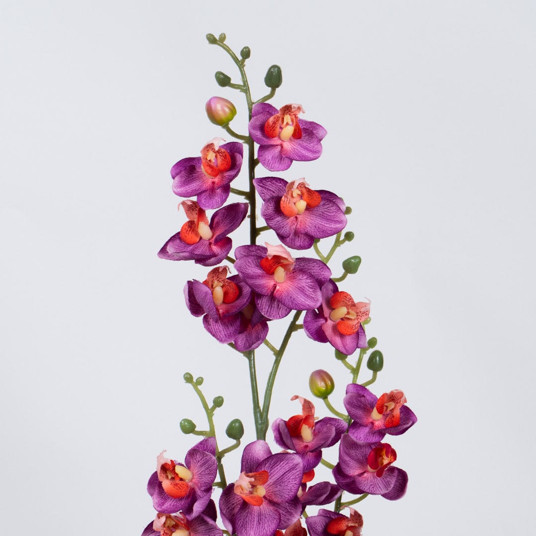 Orquídea Single Fucsia