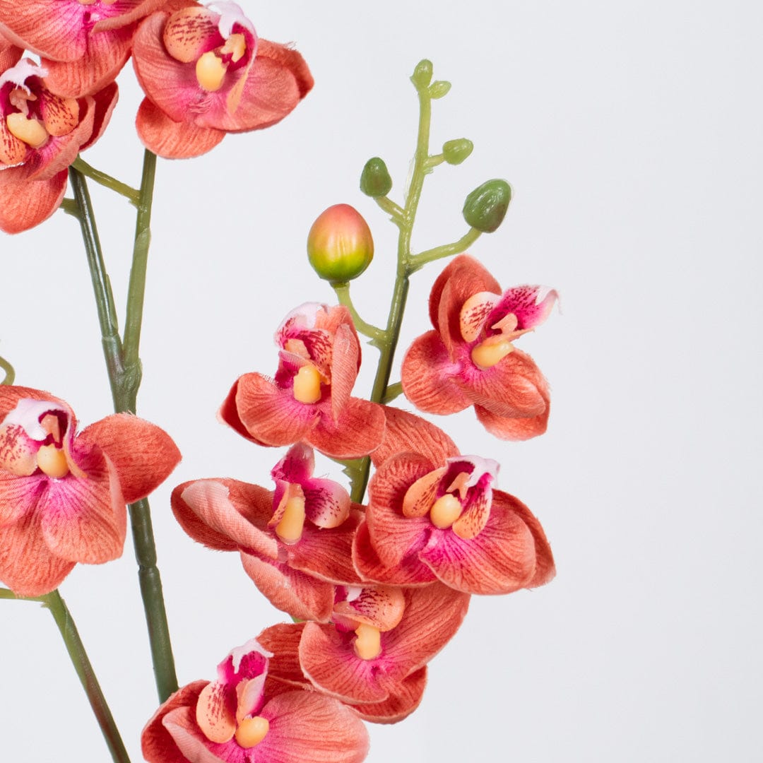 Orquídea Single Rosa