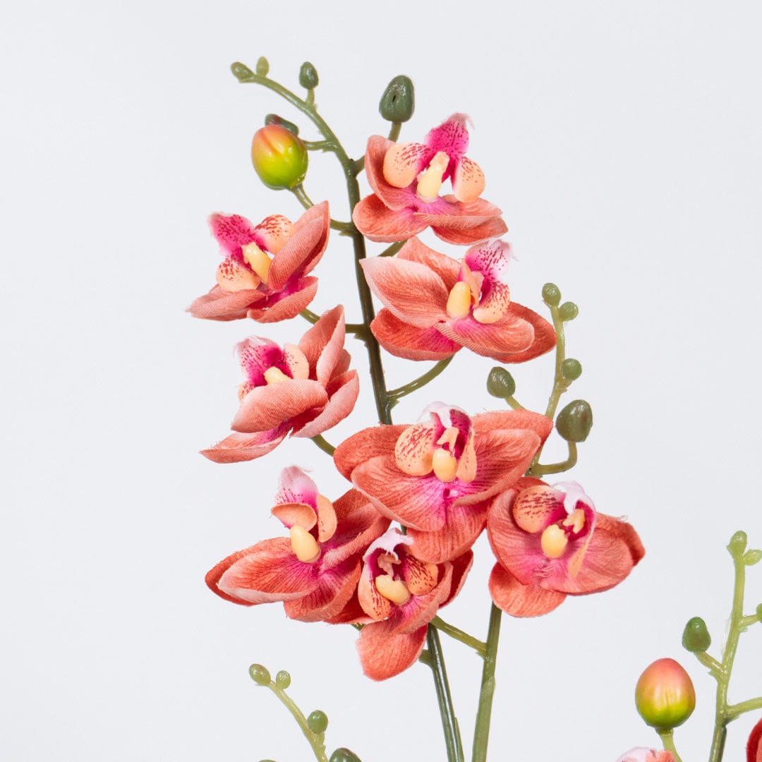 Orquídea Single Rosa