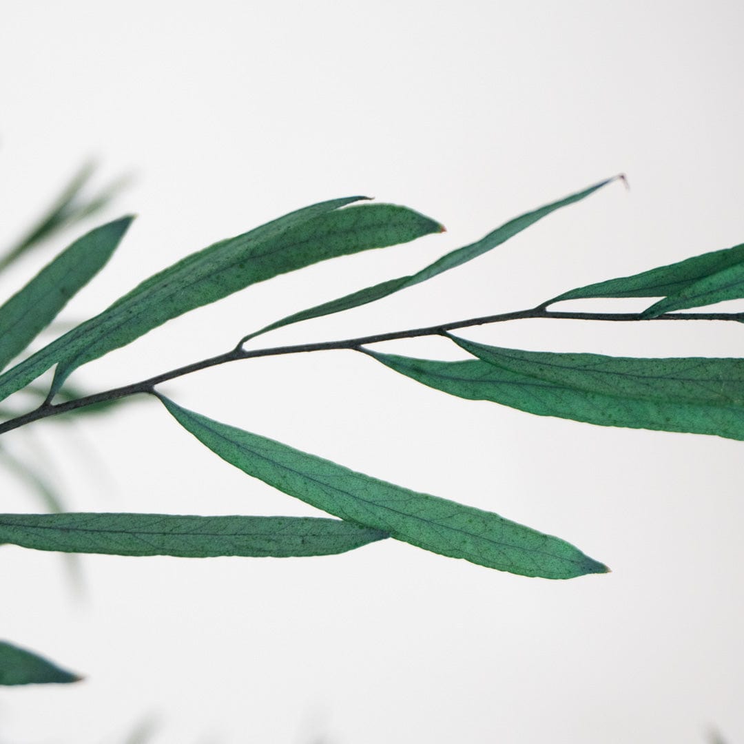 Ramo Eucalipto Nicholli Azul